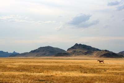 Running Wild Horse Landscape