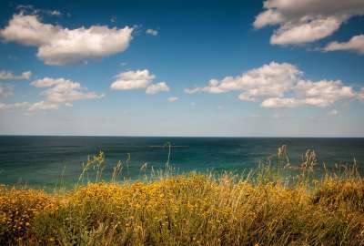 Sea Flower View Landscape