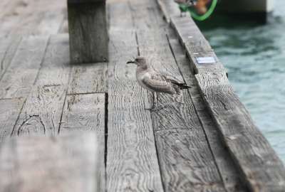 Seabird at a Pier