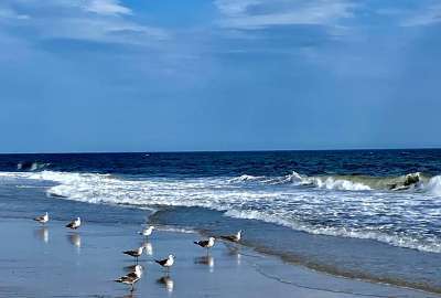 Seagulls on the Sea Shore