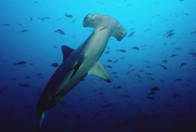 Shark Algarve