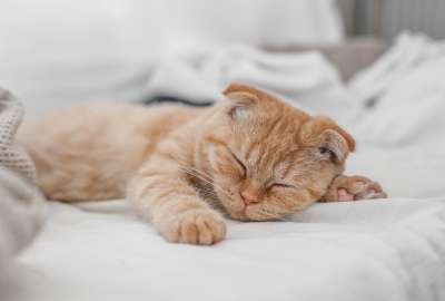 Sleeping Cat 1435