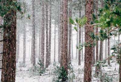 Snow Falling in a Forest