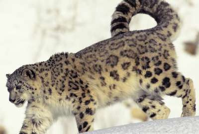 Snow Leopard 1363