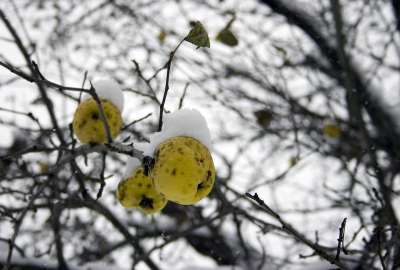 Snow on Tree Fruits