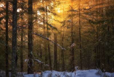 Snowed Quiet Forest