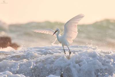 Snowy Egret - Aigrette Neigeuse - Egretta Thula