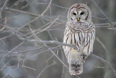 Snowy Owl 2495