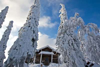 Snowy Trees Guarding The Snowy Wooden Hut