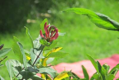 Some Honeysuckle Last May