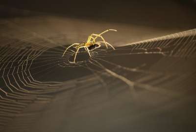 Spider Web 1836