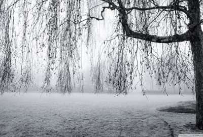 Spring Mist Black and White