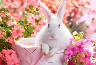 Springtime Hare