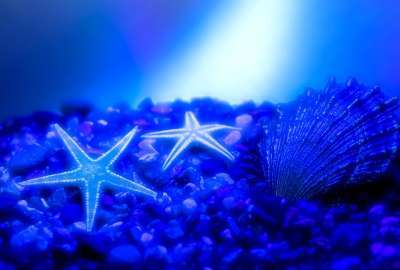 Starfish 3025