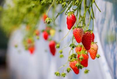 Strawberries Hanging