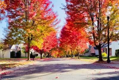 Street in Autumn