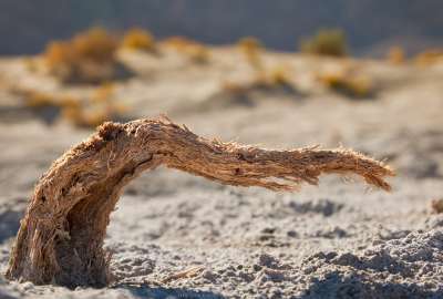 Sun-dried Tentacle at Death Valley