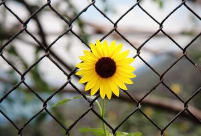 Sun Flower Between Fence