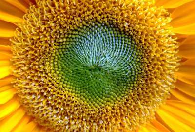Sun Flower Closeup 1742