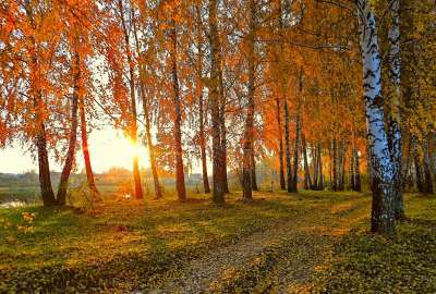 Sun Light Trough Forest