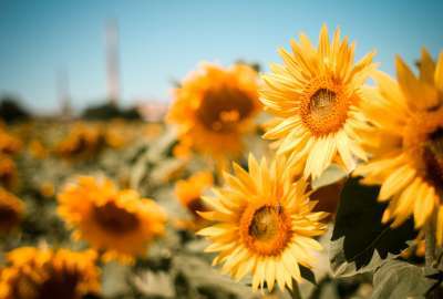 Sunflower Field 1162