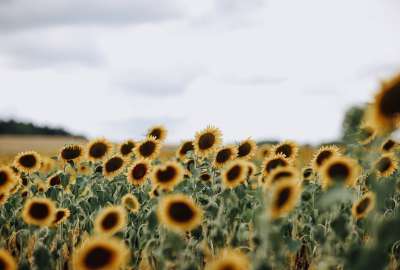 Sunflower Field in Franconia Germany