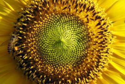 Sunflower, Photography, Seeds, Ready, Nature