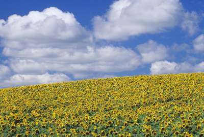 Sunflowers Austin Manitoba Canada