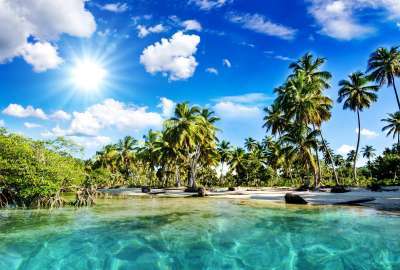 Sunny Sea and Palm Trees
