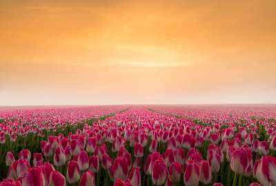 Sunrise in a Tulip Field