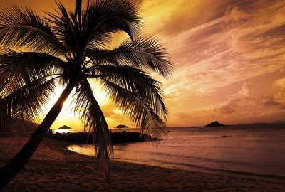 Sunset Beach With Palm Trees