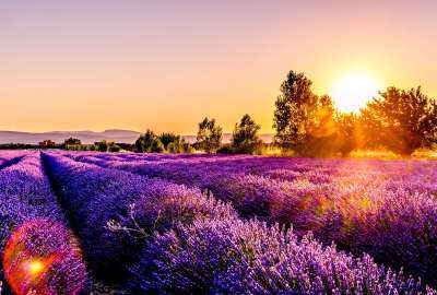 Sunset Over a Lavender Field Drome France