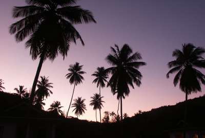 Sunset Palm Trees 2141