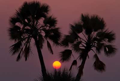 Sunset Seen Trough Palm Trees