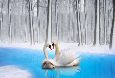 Swan Love 12436