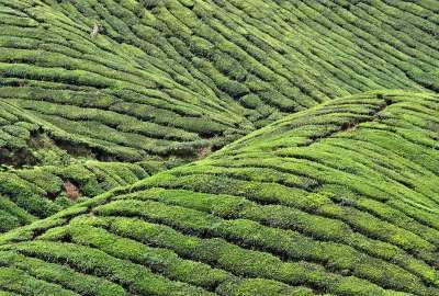 Tea Fields on Huangshan Mountains, China