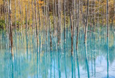 The Blue Pond in Biei Hokkaido Japan