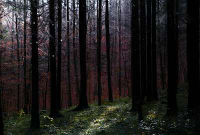 The Forest on Zurichberg
