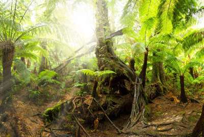 The Great Otway Rainforest