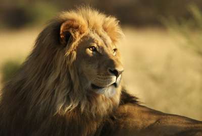 The Male African Lion 20943