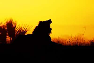 The Most Amazing Yawning Lion Sunrise
