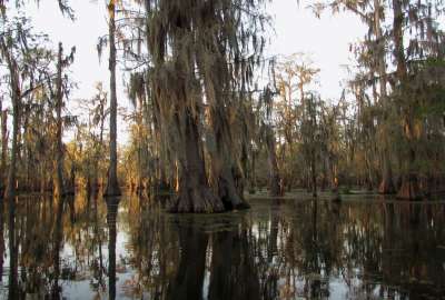 The Quiet Beauty of the Bayou Southern Louisiana