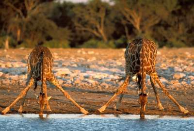 Thirsty Giraffes Etosha National Park Namibia