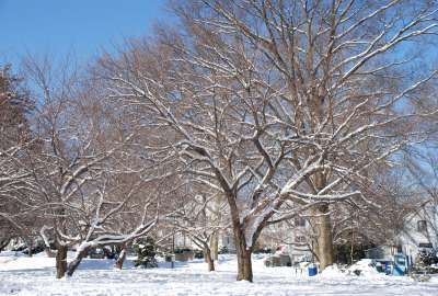 Tree Filled Snow Winter