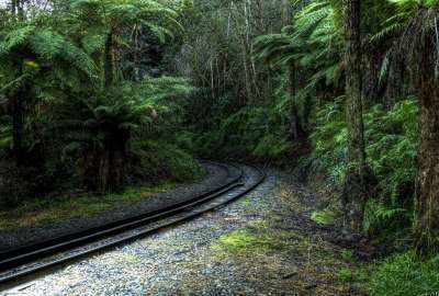 Tropical Forest Railway Landscape