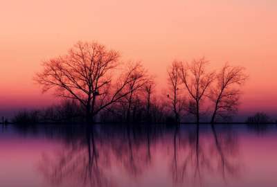 Twilight Lake Trees