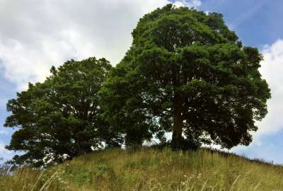 Twin Sycamores on Oxford Castle Mount UK