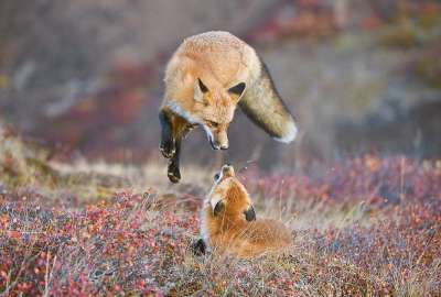 Two Foxes Like to Play