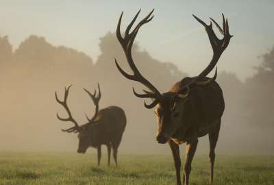 Two Red Deer Stags Grazing in the Mist England