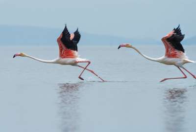 Two White-and-pink Flamingos Running on Water